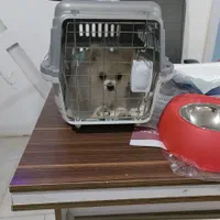 پامر سفید ماده|سگ|پرند, فاز ۲|دیوار