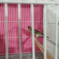 قناری نروماده|پرنده|مشهد, حضرت حجت|دیوار