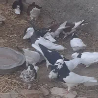 کبوتر رنگه|پرنده|گلبهار, شهر جدید گلبهار|دیوار