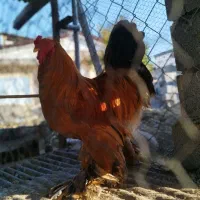 یک عدد خروس برهما اصیل