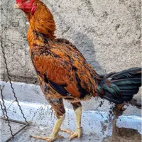 خروس لاری پرمرغی سه ربع