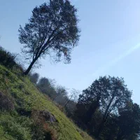 فروش زمین و خانه|فروش خانه و ویلا|آلاشت, |دیوار