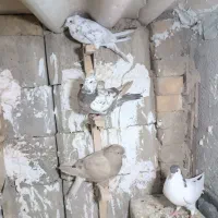 کبوتر|پرنده|شیراز, گچی|دیوار