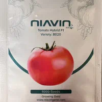 بذر f1 گوجه فرنگی رقم بازاری و صادراتی، مشابه ۸۳۲۰