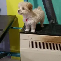 سگ پامر شیتزو میکس خاص|سگ|مشهد, حجت|دیوار