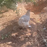فروش فوری مرغ برهما و خروس دورگه و محلی