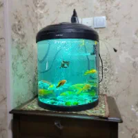 آکواریوم ماه ایران