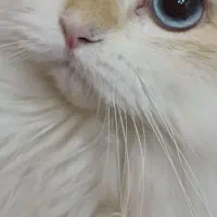 گربه نر با کد خاصBy1233|گربه|رشت, نیکمرام|دیوار