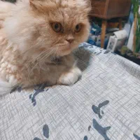 واگذاری گربه ماده اسکاتیش پرشین|گربه|گلبهار, شهر جدید گلبهار|دیوار