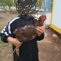 تخم مرغ لاری از این مولد ها