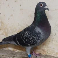 مسافتی|پرنده|چناران, |دیوار