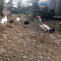 فروش خروس لاری