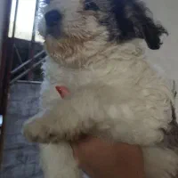 توله ۲ماهه تریر|سگ|لاهیجان, آهندان|دیوار