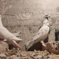 کبوتر|پرنده|مرند, |دیوار