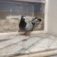 ماده مسافتی آلمانی سبز معاوضه با کرمانی یا تهرانی