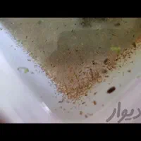 دافنی و برگ کاتاپا|ماهی|شیراز, میانرود|دیوار