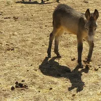 الاغ با کره