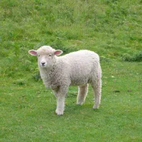 فروش گوسفند زنده