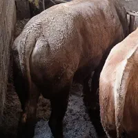 گوساله پرواری سیمینتال چاق سرک دار|حیوانات مزرعه|قائمشهر, |دیوار