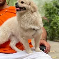 سگ پاکوتاه پیکینیز