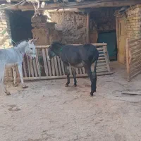 دوعدد الاغ نر و ماده جوان|حیوانات مزرعه|قره چای, |دیوار