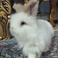 خرگوش لوپ وقفس
