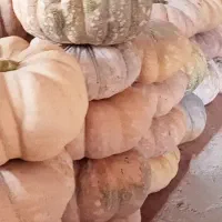 کدو انجیلی بهاره|خوردنی و آشامیدنی|ضیابر, |دیوار