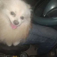 فروش سگ پامر اصیل پاکوتاه پشمالو|سگ|رامشیر, |دیوار