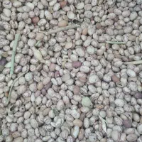 لوبیا چیتی