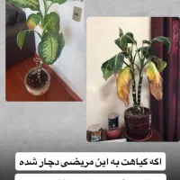 قرص کود اورگانیک