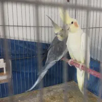 عروس طوطی  نرو ماده  اماده