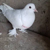 کبوتر الوان و لوتی و تهرانی هوا خور|پرنده|صوفیان, |دیوار