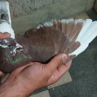 پرنده|پرنده|شیراز, شیخ علی چوپان|دیوار