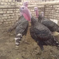 بوقلمون برنز نر و ماده