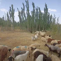 گوسفند زنده جهت گوشت مصرفی و خونریزی .عقیقه .نذری