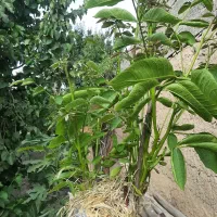 خدمات باغبانی|خدمات باغبانی و درختکاری|محمدشهر, همایون ویلا|دیوار