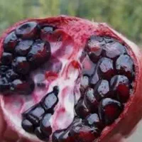 تفریح وتورگردشگری بانوان درمرودشت مقرون بصرفه|تور و چارتر|مرودشت, ثبت احوال|دیوار