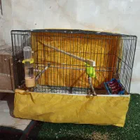مرغ عشق نر