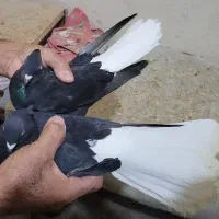 چند جفت دم سفید|پرنده|رامهرمز, |دیوار