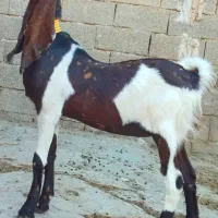 بز کاموری اصل چهار قلوزا|حیوانات مزرعه|اندیمشک, |دیوار