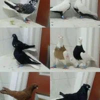 کبوتر رنگی درجه یک بضمانت غریب شهرستان