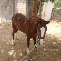 اسب مادیون عرب اهوازی