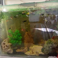 فروش ماهی گوپی ومولی|ماهی|شیراز, سعدیه شمالی|دیوار