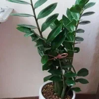 گلهای طبیعی