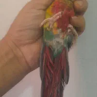 گرینچیک