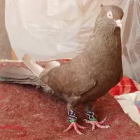 کبوتر زاغ چشنوک مست مست