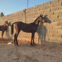 فروش یک راس نریان یکسر