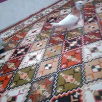 کبوتر طوقی نر و ماده|پرنده|یاسوج, |دیوار