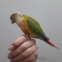 گرینچیک آناناسی سخنگو|پرنده|پاکدشت, پاکدشت (مامازند)|دیوار