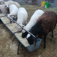 بره چاق درجه یک